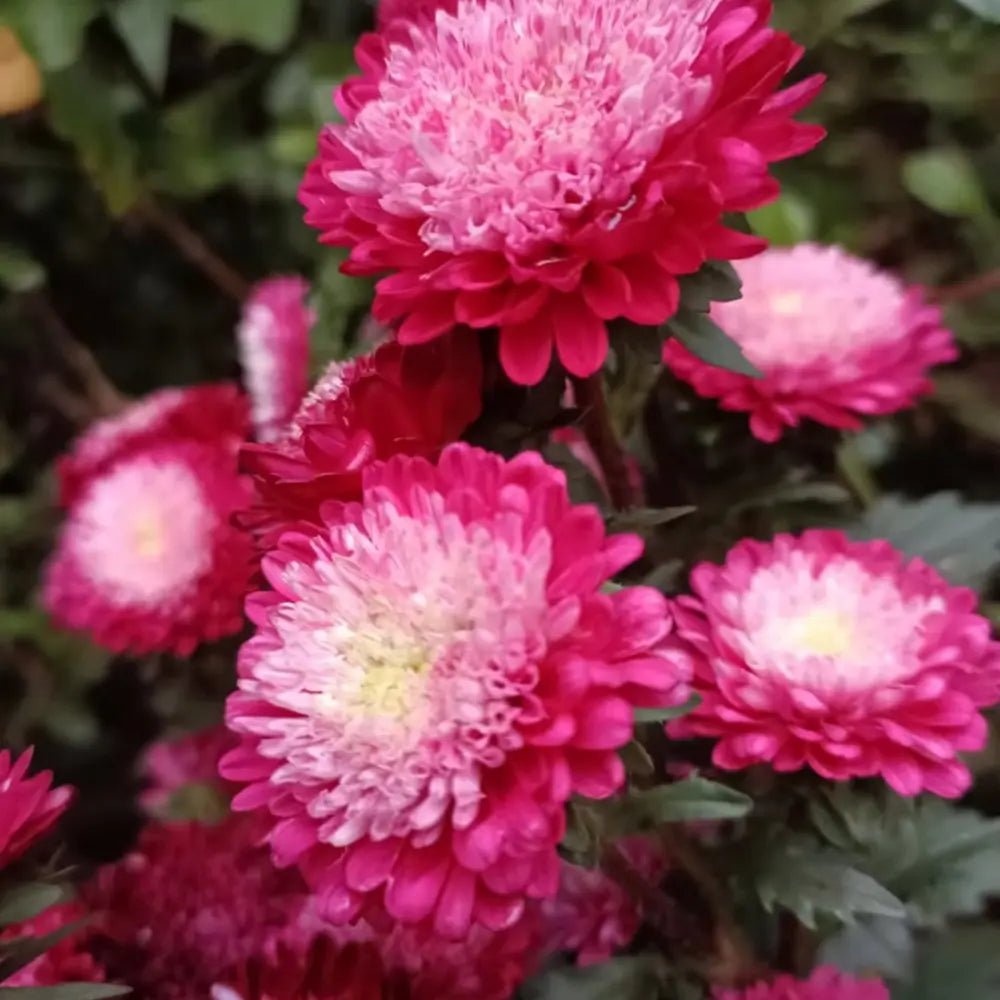 Red China Aster with White Stripes Seeds - Verdseeds